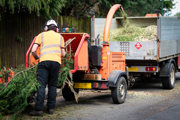 Best Stump Grinding Near Me  in Minnehaha, WA